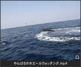 ホエールウォッチング